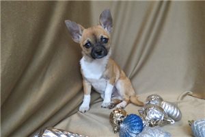 Dean - Chihuahua for sale