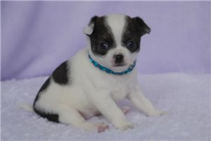 Luna - Chihuahua for sale
