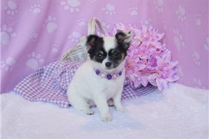 Paris - Chihuahua for sale