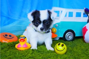 Paris - Chihuahua for sale