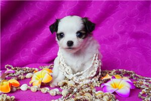Sedona - puppy for sale
