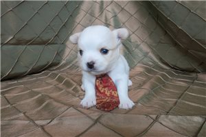 Teddy - Chihuahua for sale