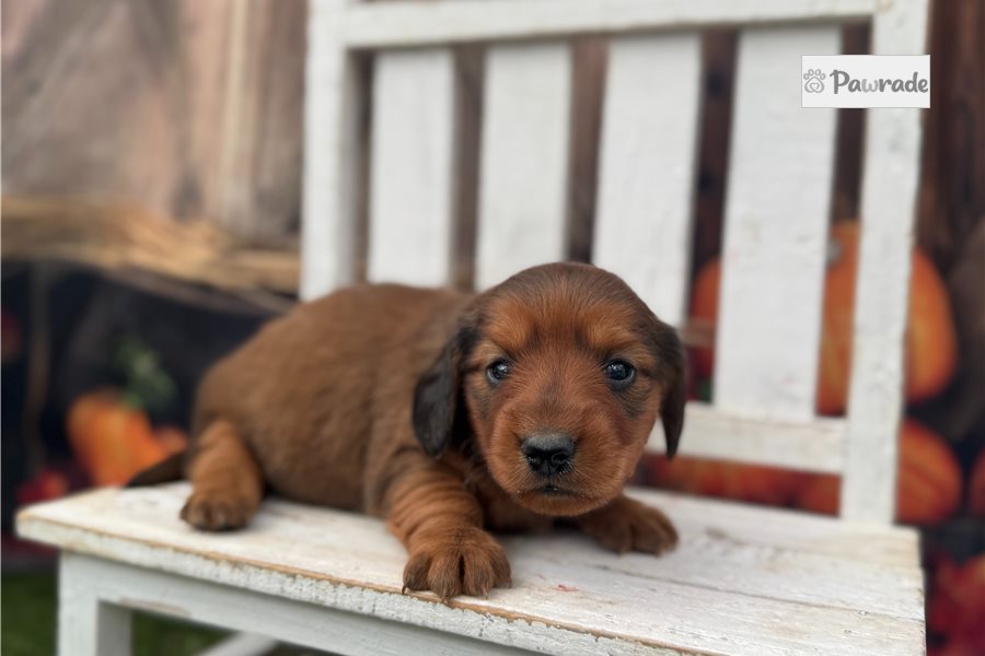 Soroya - Mini Dachshund for sale