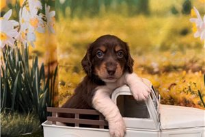 Mars - Dachshund, Mini for sale