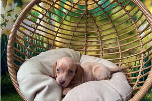 Farrah - Dachshund, Mini for sale