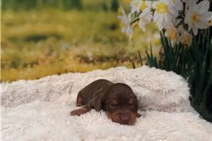 Micah - puppy for sale