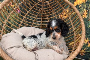 Bodhi - Dachshund, Mini for sale