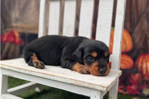 Salem - puppy for sale