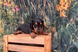 Cerise - Dachshund, Mini for sale