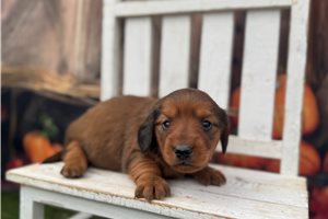 Soroya - Mini Dachshund for sale