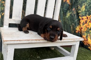 Chien - puppy for sale