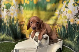 Flynn - Mini Dachshund for sale
