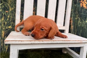 Chip - puppy for sale