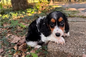 Bonn - Dachshund, Mini for sale
