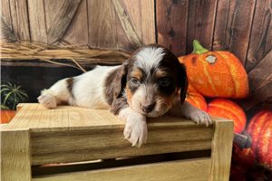 Sabine - puppy for sale