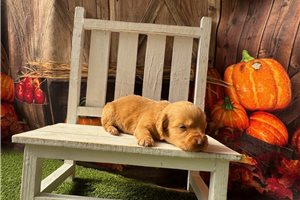 Gideon - puppy for sale