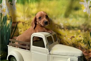 Franco - Dachshund, Mini for sale