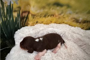 Maria - Dachshund, Mini for sale