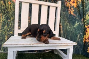 Cerise - Dachshund, Mini for sale