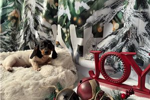 Freya - Dachshund, Mini for sale