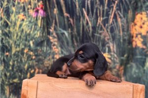Celo - Dachshund, Mini for sale