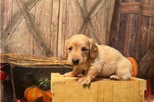 Ives - puppy for sale