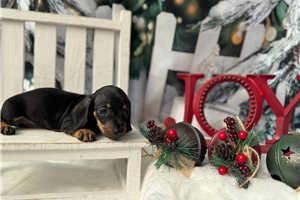 Finn - Dachshund, Mini for sale