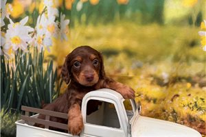 Micah - Mini Dachshund for sale