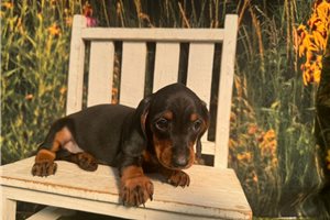 Gerald - Dachshund, Mini for sale