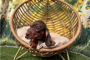 Fallon - Dachshund, Mini for sale