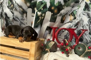 Fiona - puppy for sale