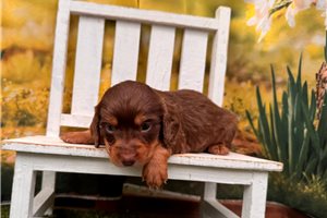 Micah - Dachshund, Mini for sale