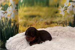 Merlin - puppy for sale