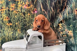 Cara - Mini Dachshund for sale