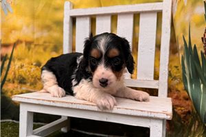 Bonn - Dachshund, Mini for sale