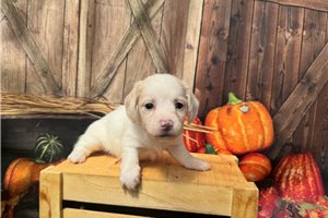Iota - Mini Dachshund for sale