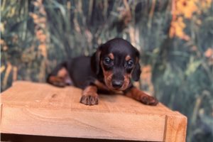 Chien - puppy for sale