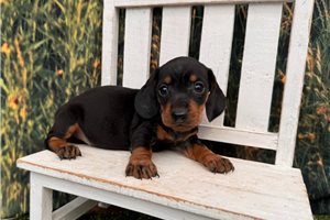 Gerald - puppy for sale
