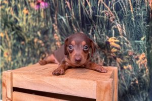 Chris - Dachshund, Mini, placed in Little Rock