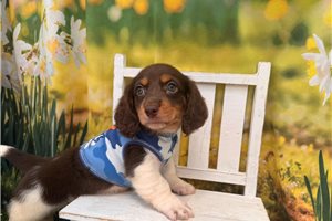 Mars - puppy for sale
