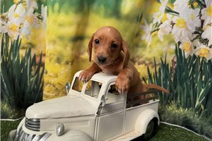 Franco - Dachshund, Mini for sale