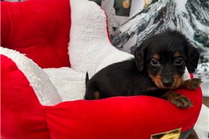 Gracelyn - Dachshund, Mini for sale