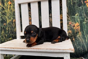 Gerry - puppy for sale