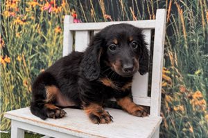 Felix - Dachshund, Mini for sale
