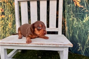 Chris - puppy for sale