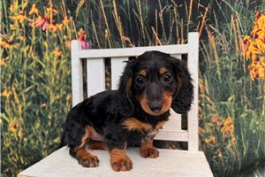 Fern - Dachshund, Mini for sale