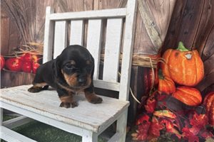 Patrick - Mini Dachshund for sale