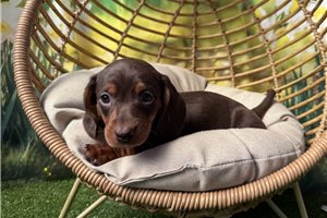 Fallon - Dachshund, Mini for sale