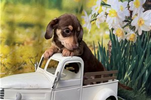 Eddie - Dachshund, Mini for sale