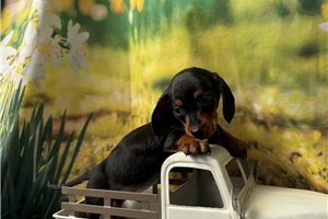 Damien - Dachshund, Mini for sale